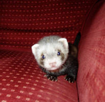 baby ferret