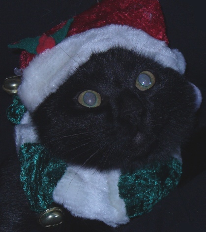 Santa Cat