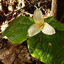 Dow's Trillium