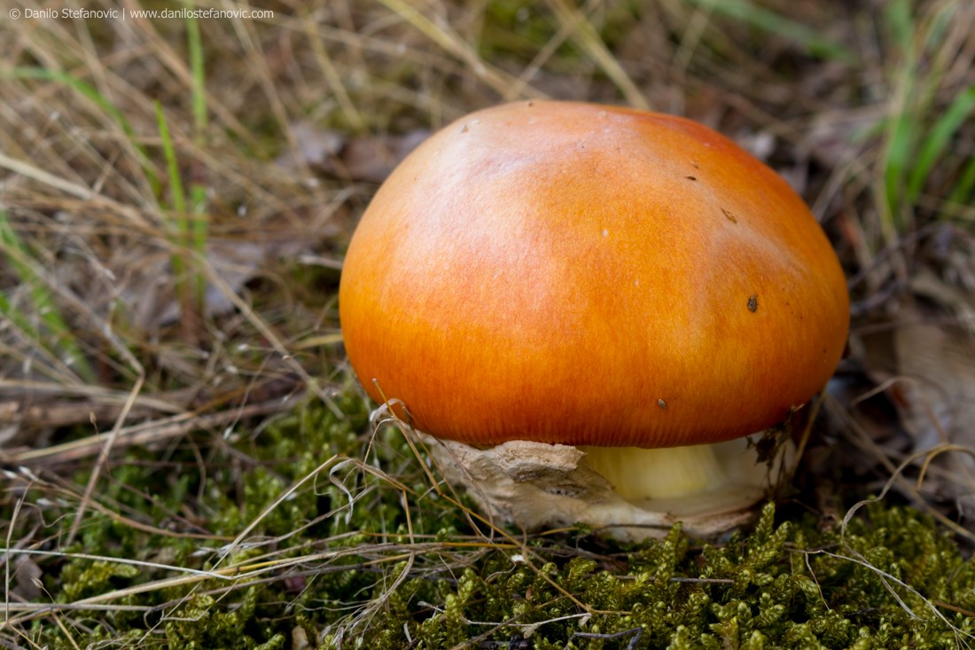 Orange Shroom