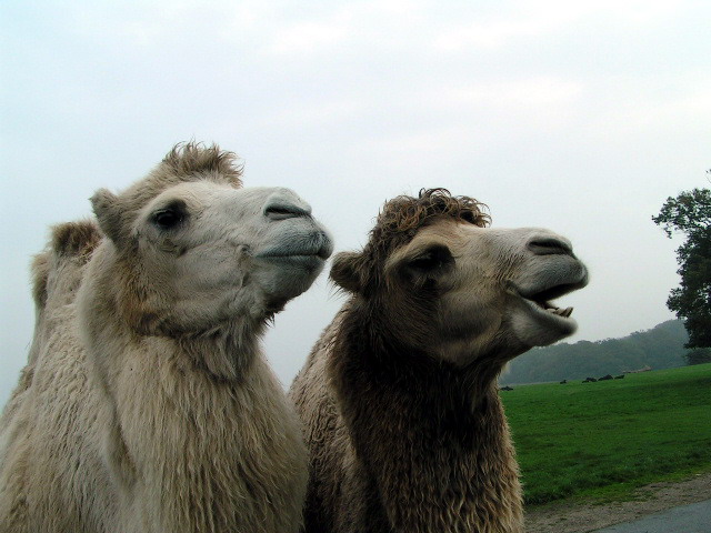 camels