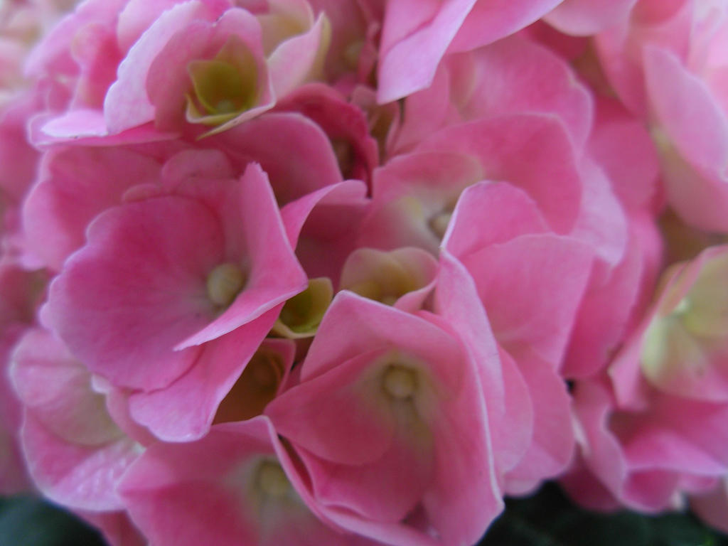 hydrangea by serenity-firefly on DeviantArt
