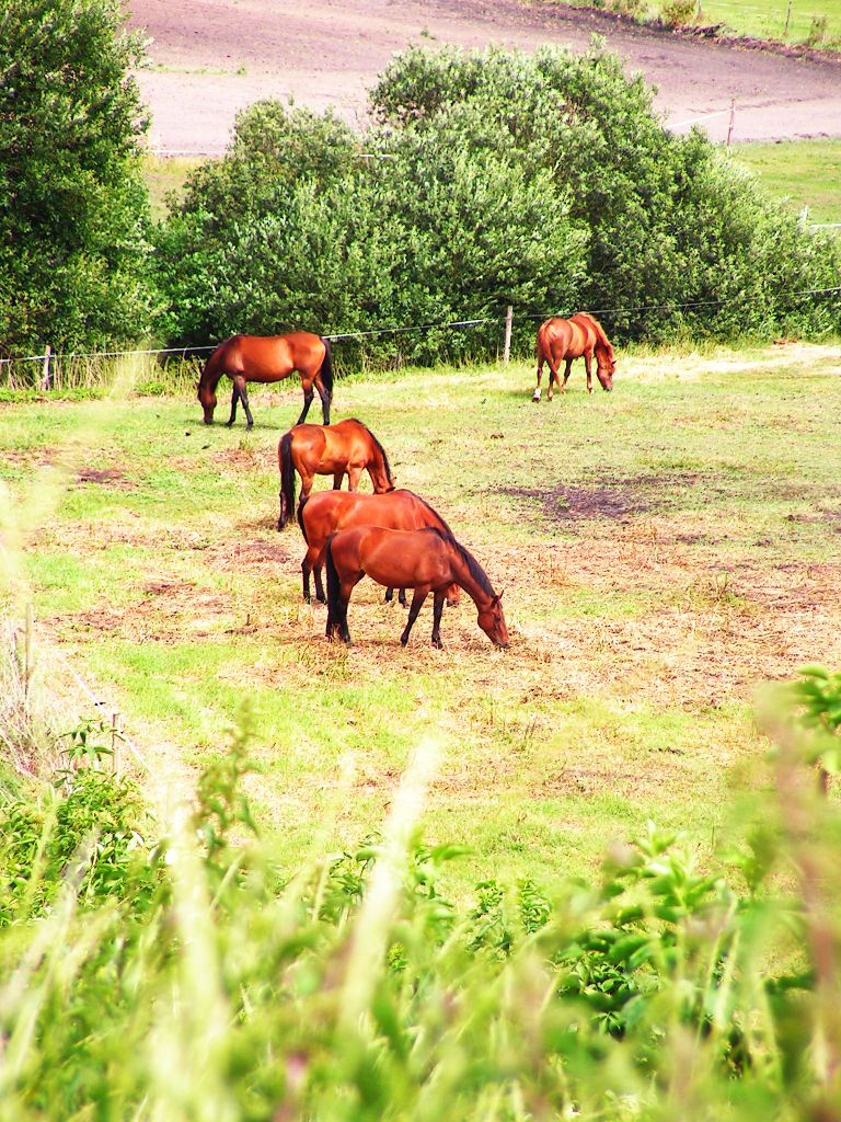 Mares on the pasture :)