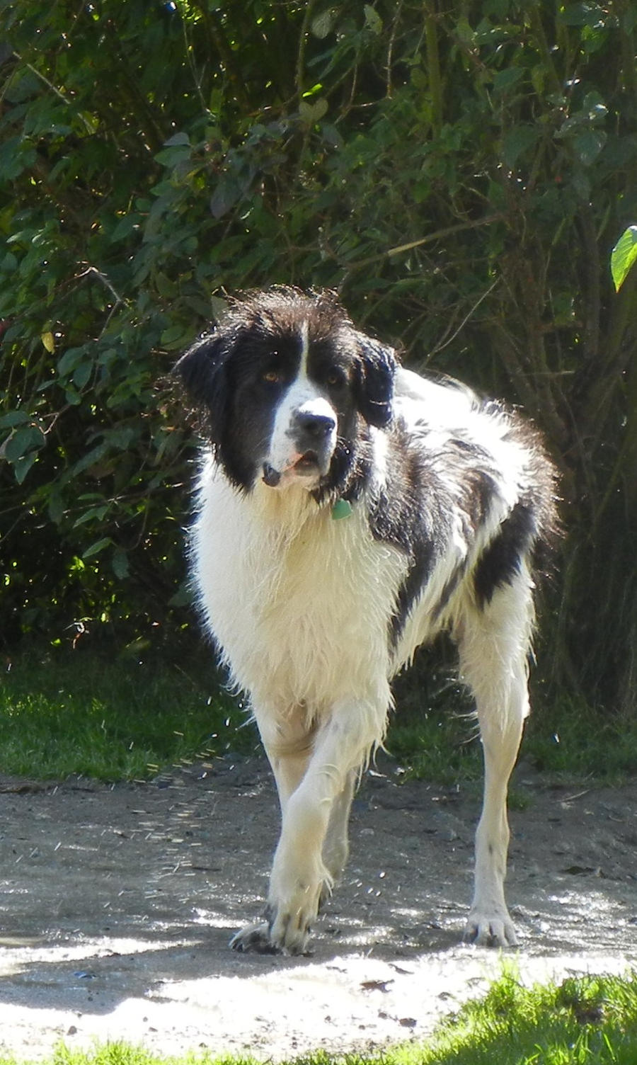 Posing Pup