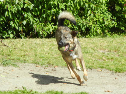 Playing Pup