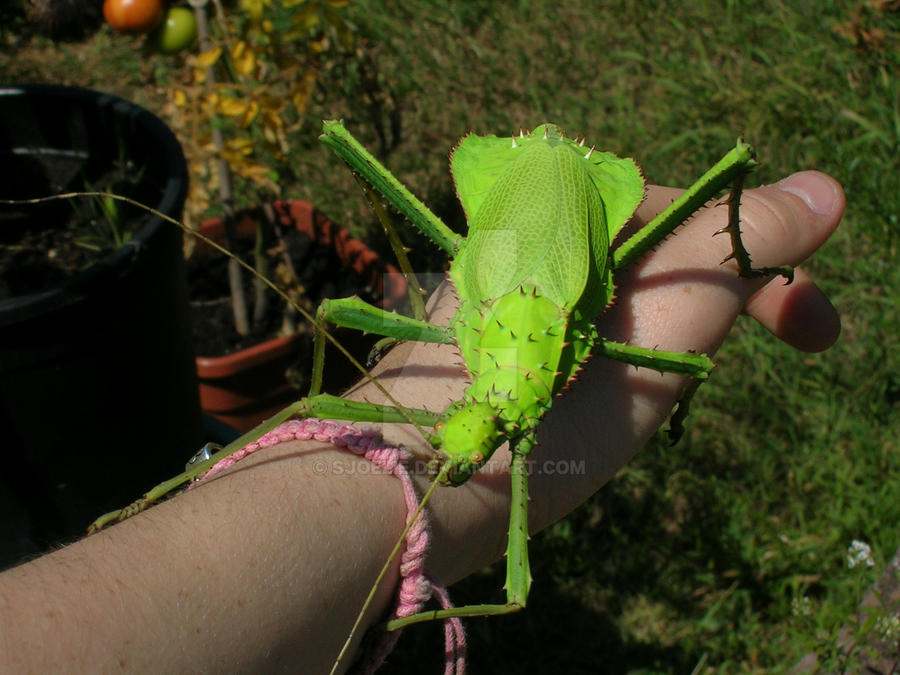 In the garden