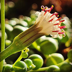 String-of-Pearls Bloom