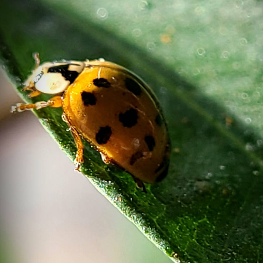 November Ladybug November Ladybug 2 by Fel2Norak on DeviantArt