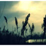 Tall Grass
