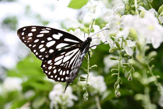 Zebra Butterfly