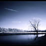 The Lonely Tree at the Lake
