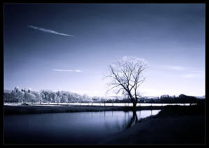 The Lonely Tree at the Lake