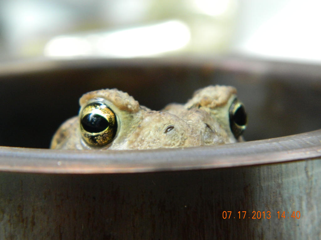 Timothy the rather Female Toad by merlinthewizard123 on DeviantArt