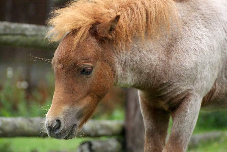 Shetland Pony Foal 3