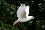 White Pigeon - Flying