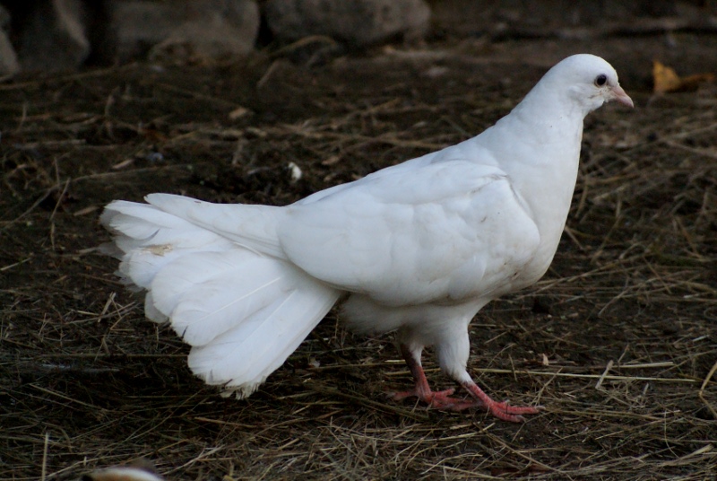 White Pigeon 11