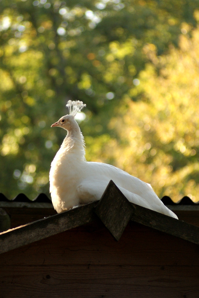 White Peacock 1