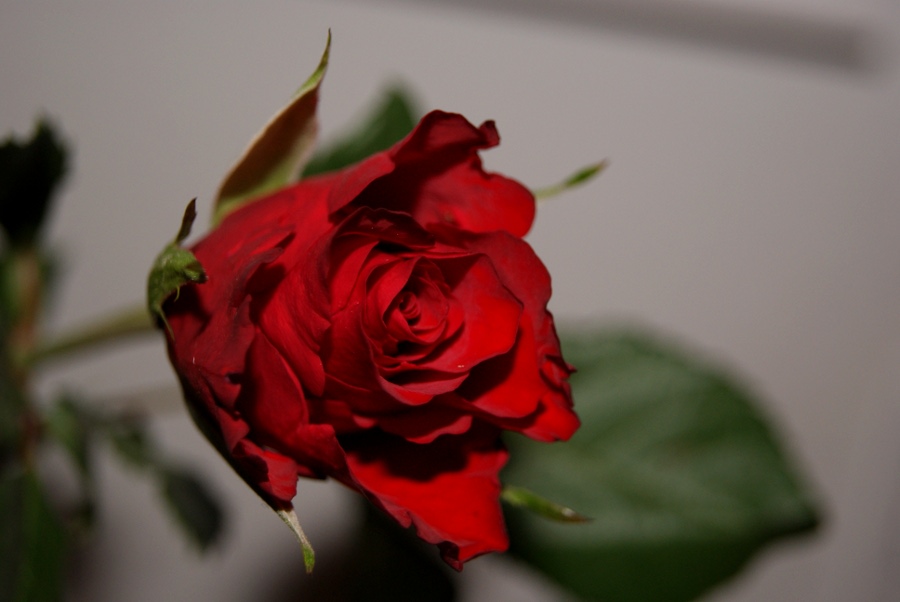 Red Rose 5