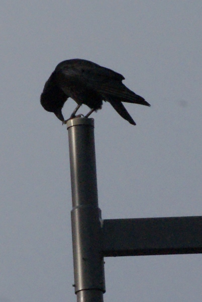 Crow 1