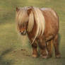 Shetland Pony 5