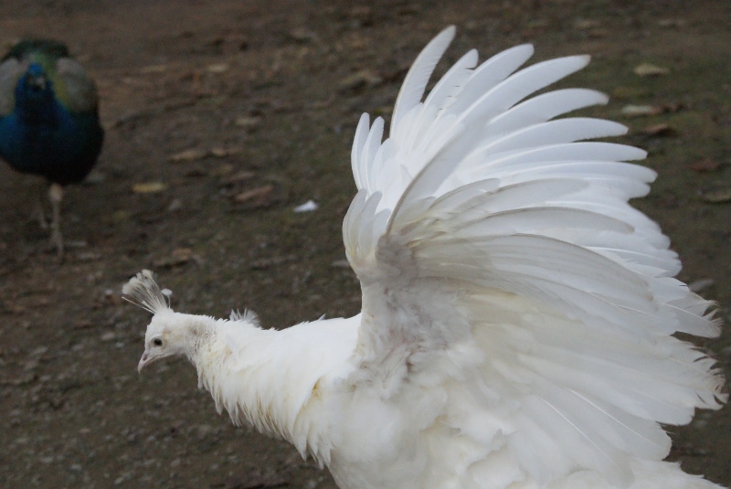 White Peacock 010