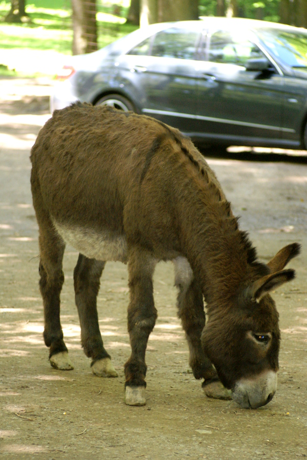 Donkey ..