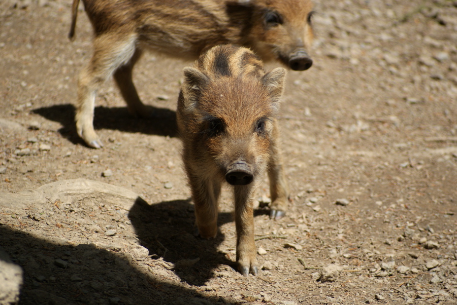 Baby Boar 03