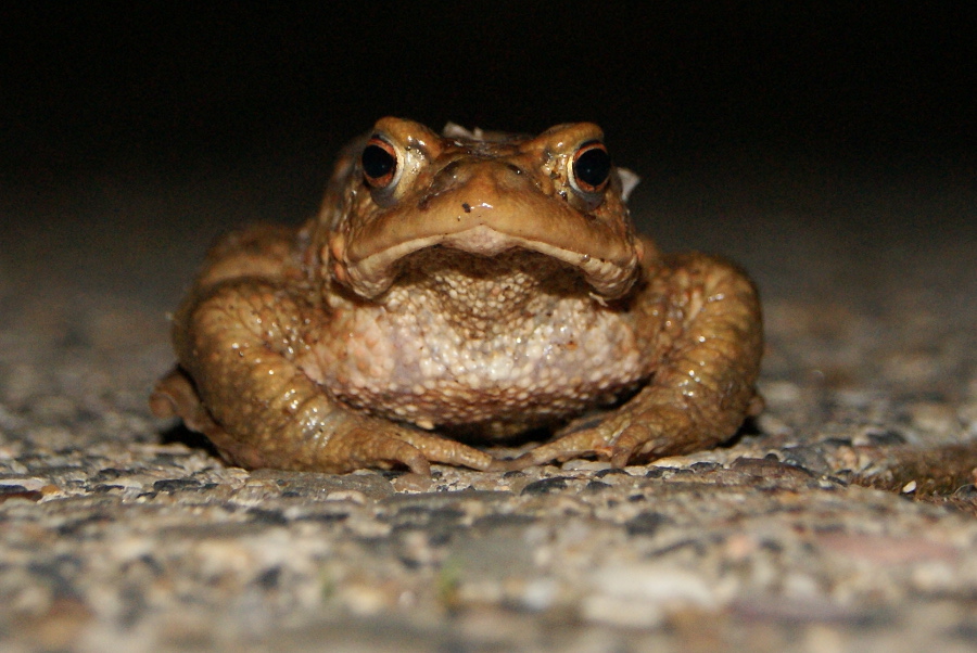 Toad