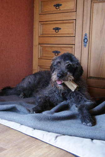 Labradoodle