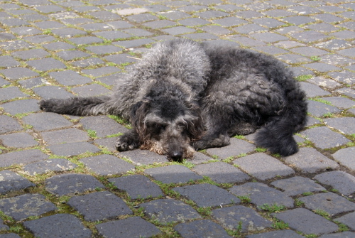 Labradoodle