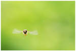 Flying Hoverfly by aleania