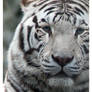 White Tiger portrait