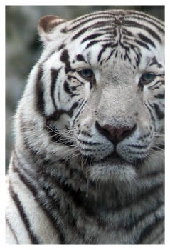 White Tiger portrait
