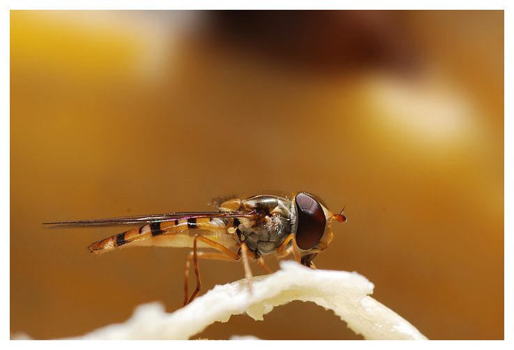 Hoverfly having dinner