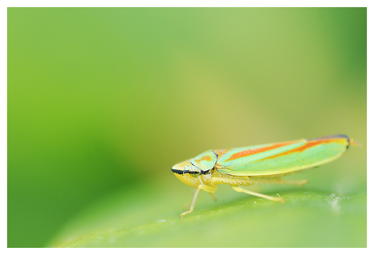 Rhodondendron leafhopper