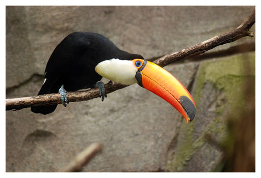 Toco Toucan