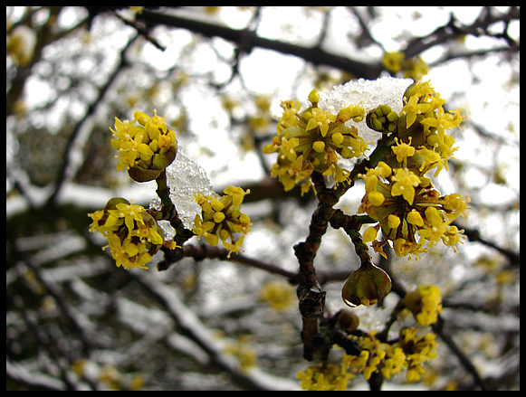 Cold flowers