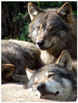 Wolves