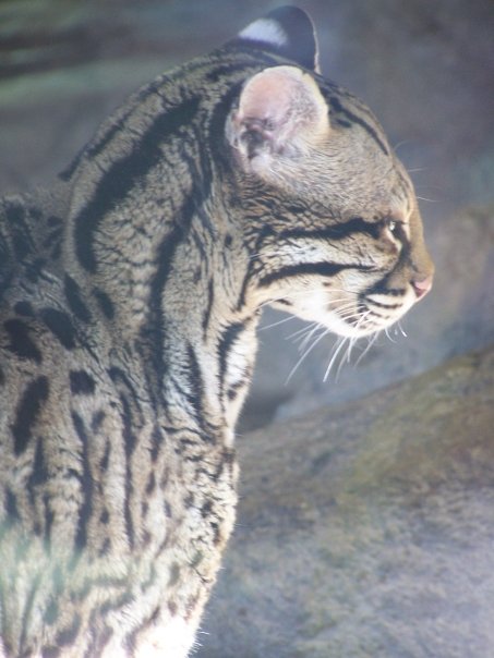 Ocelot