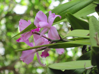 Orquidea