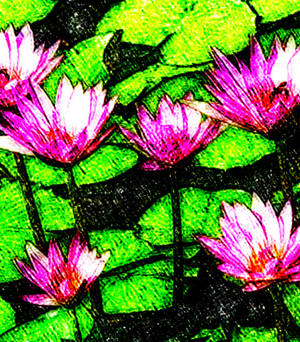 Water Lilies