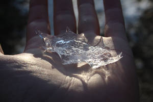 holly ice leaf #2