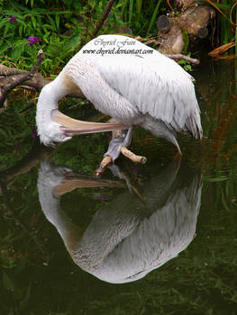 Mirror mirror in the lake..