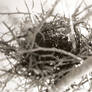 Black and White Bird Nest