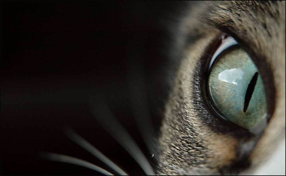 Cats Eye by pixelduster