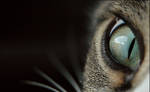 Cats Eye by pixelduster