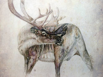 Reindeer by ansent