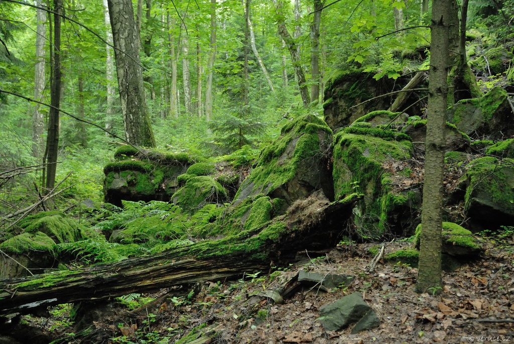 Stones in forest