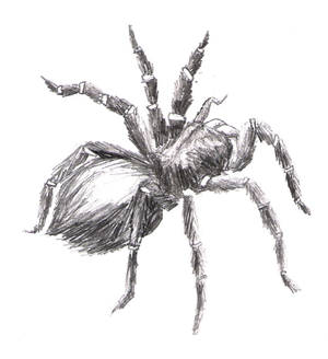 spider