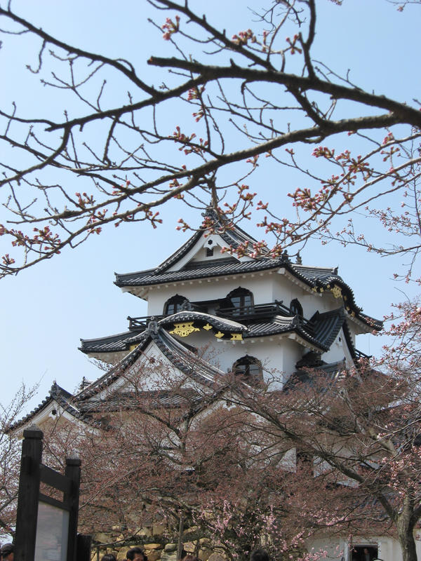 Hikone-jo Sakura